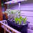 EAGLE PEAK Hydroponics Growing Kit Light