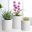 Planter-2043985728