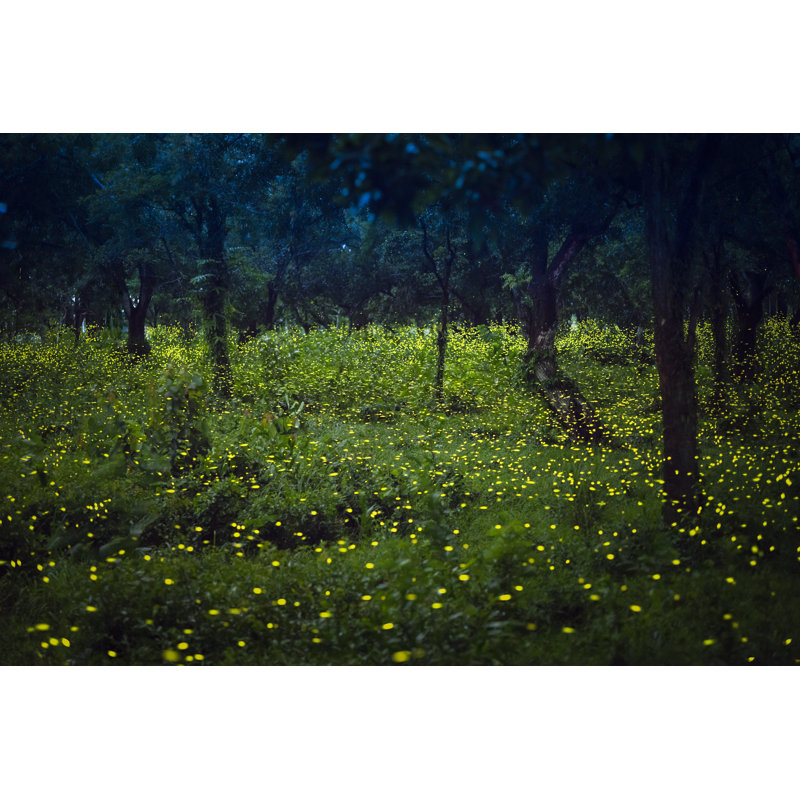 Fireflies Flying - Photographie sur toile tendue, H 24 po x l 36 po