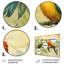 Fleurs jaunes et vertes d'Eden Birds II - oiseau, art mural-2078775233-2078775257