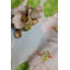 Flowering Dogwoods Square Pillow Cover & Insert-1167053561-1167053564