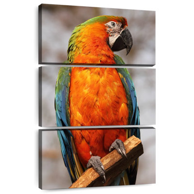 Brampt Catalina Macaw