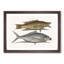 Hig Fish & Shad Fish by Mark Catesby - Picture Frame Painting Print-55762990-55762991