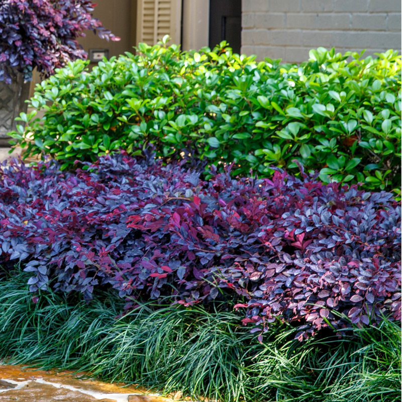 2.5 Quart Purple Daydream Loropetalum with Pink Blooms