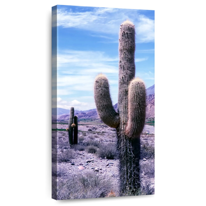 Cactus exotique