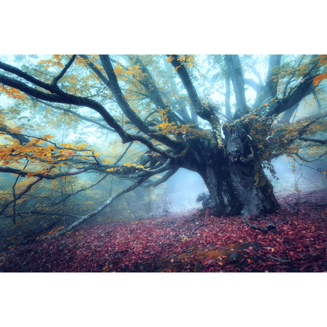 Leinwandbild Mystischer Herbstwald im Nebel am Morgen, Alter Baum von Den Belitsky