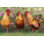 Roosters En Place I 2855139