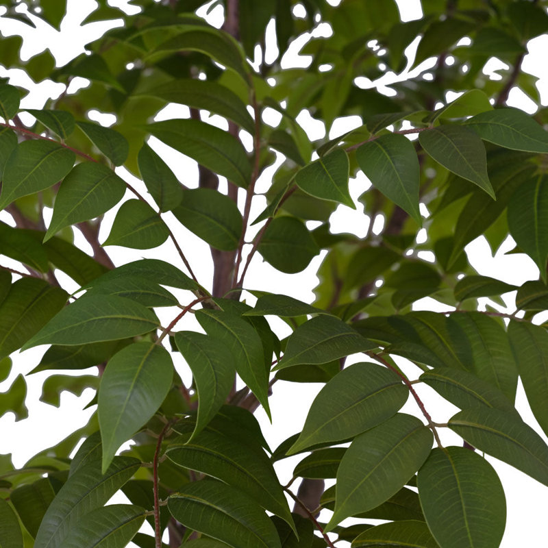 TREE SUMAC POT 7FT