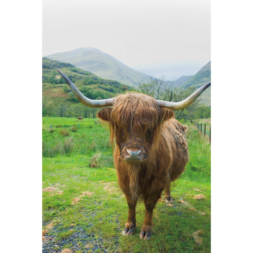 Scottish Highland Cattle VI - Wrapped Canvas Print