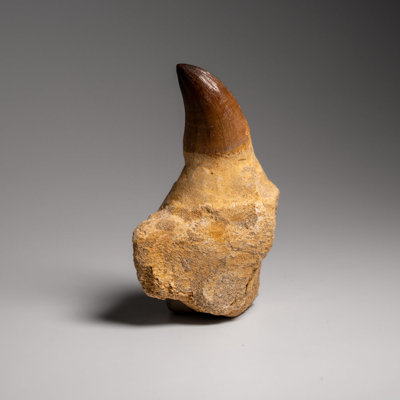 Genuine Mosasaur Tooth With Root (135.2 Grams)