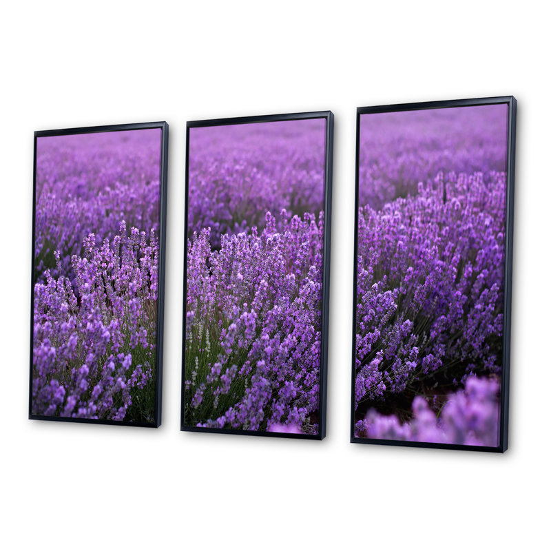 Blooming Purple Lavender Field - Photographie flottante sur toile, 3 pièces, Cadre noir, H 28 po x l 36 po x P 1 po