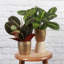 Live Prayer Plant Set in Classic Pots-78391162