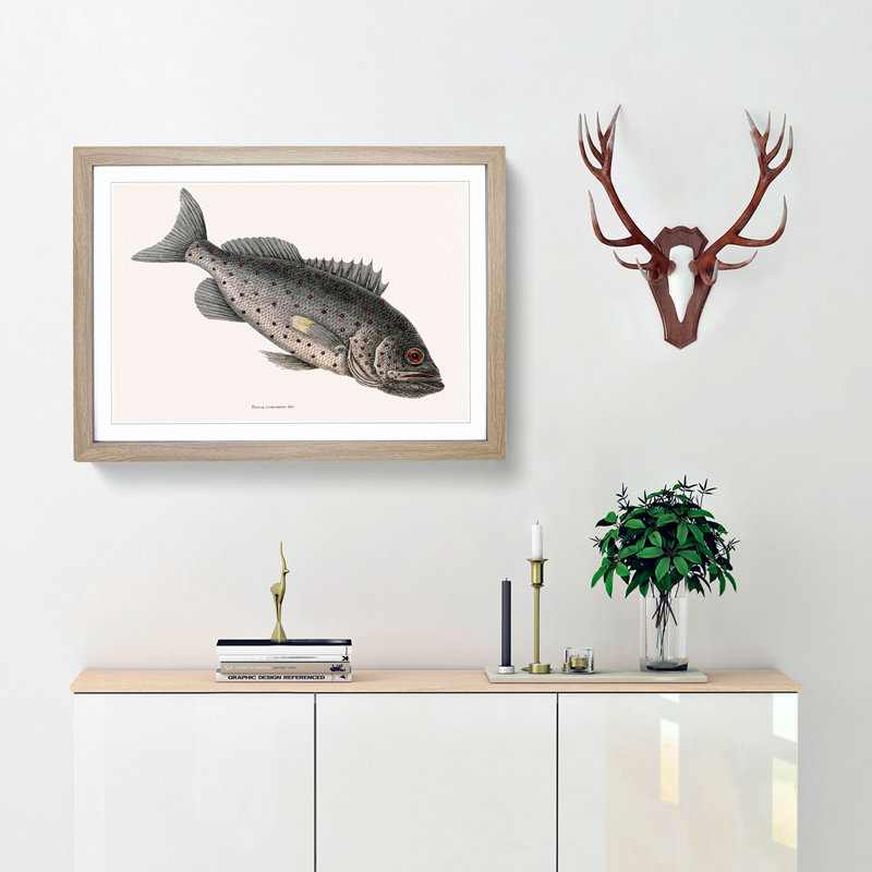 Rockfish by Mark Catesby - Picture Frame Painting Print, 50cm H x 76cm W x 2cm D, Oak