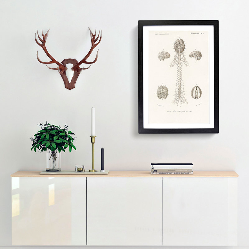 Human Brain Illustration by Charles d'Orbigny - Picture Frame Drawing Print, 48cm H x 36cm W x 2cm D, Black Framed
