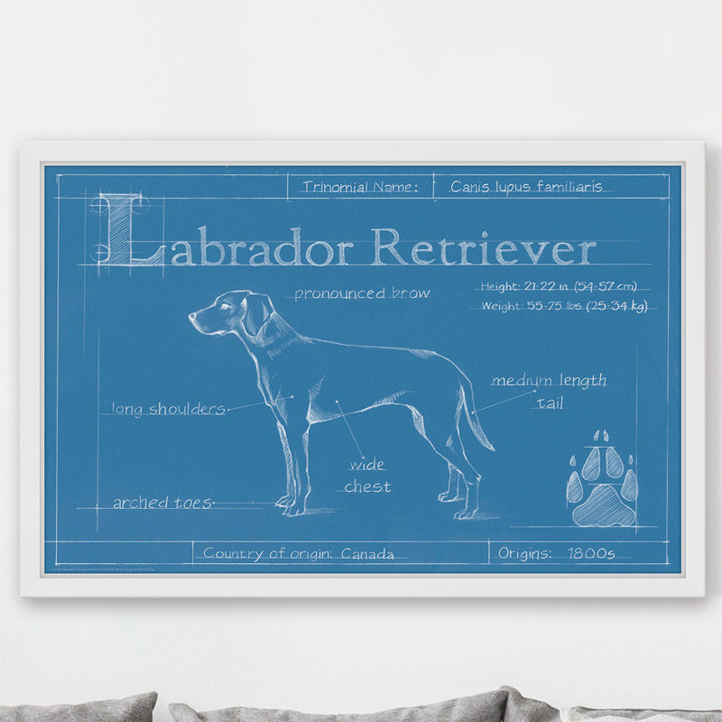 Art mural sur toile Trinx «Blueprint Labrador Retriever» par Ethan Harper, H 16 po x l 24 po x P 1,5 po