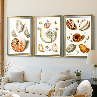 Collected Shells I  -Custom Framed  Wrapped Gallery Canvas - 3 Pieces