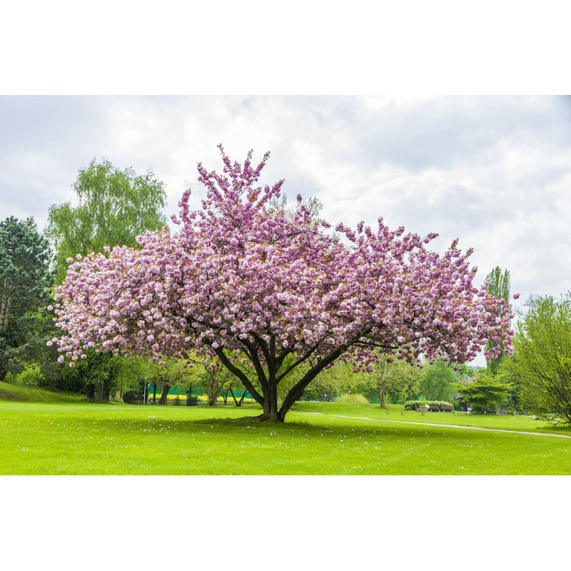 " Sakura Tree " by Katatonia82, 24" H x 36" W  