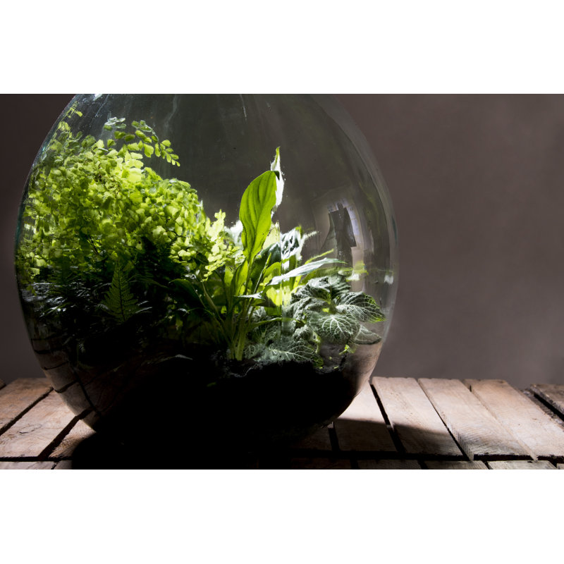 Westwood Terrarium Bottle 55 Litre Set