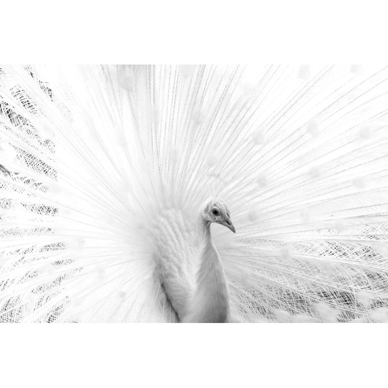 White Peacock by VittoriaChe - Wrapped Canvas Print, 51cm H x 76cm W x 3.8cm D