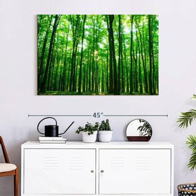 Alvord ensoleillé vert forêt