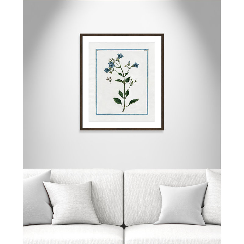 Colombe Shabby Elegance Botanical II - Framed Art, 21.5" W x 25.5" H, Walnut Framed