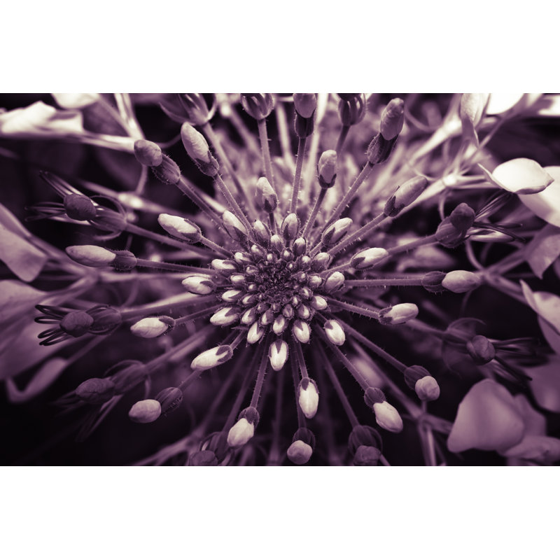 Abstrait fleur sauvage par Xh4D, H 32 po x l 48 po