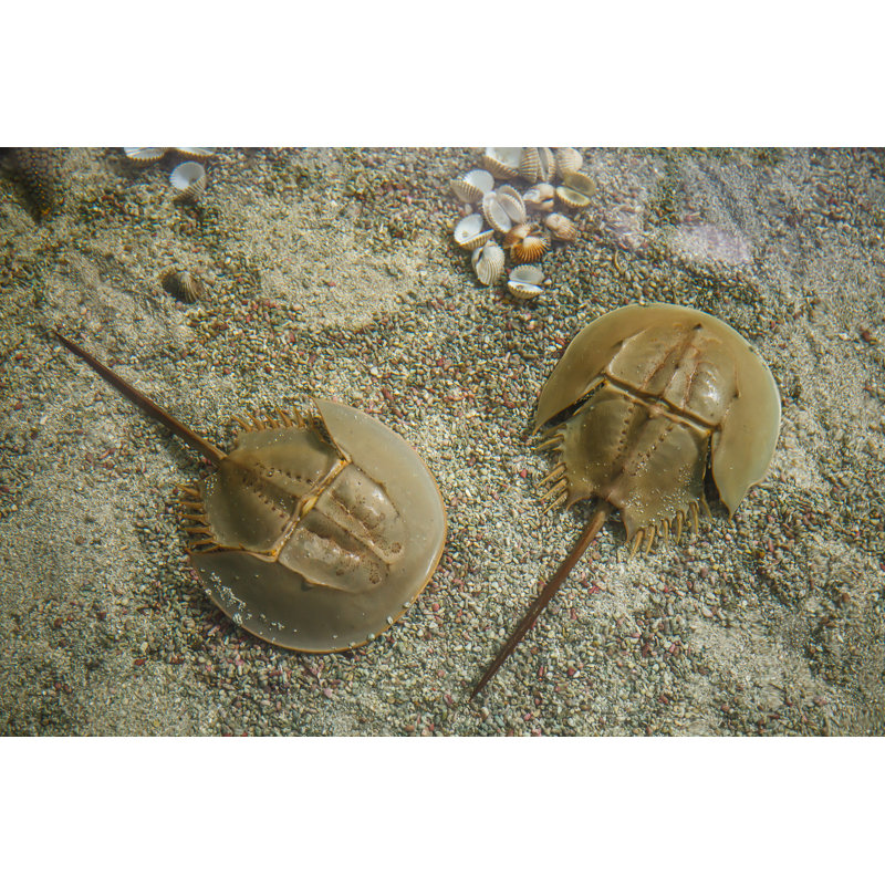 Crabe en fer à cheval, H 12 po x l 18 po