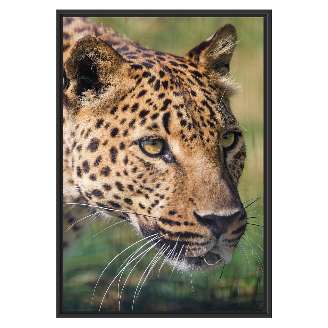 Gerahmtes Wandbild schleichender Leopard