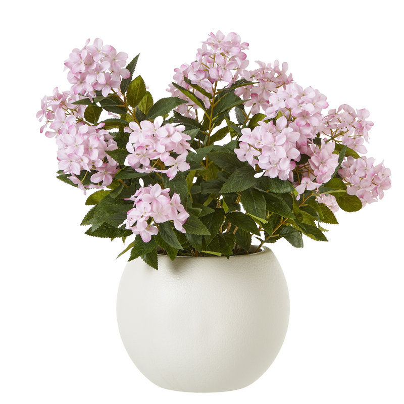 Large Hydrangea Plant In Pot, Pink