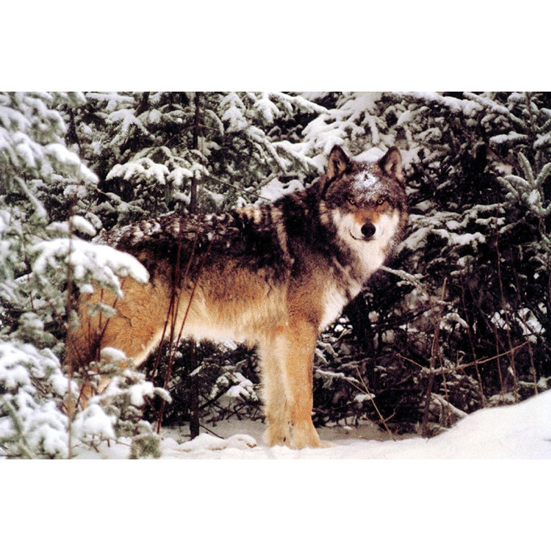 Loup d'hiver, H 12 po x l 18 po