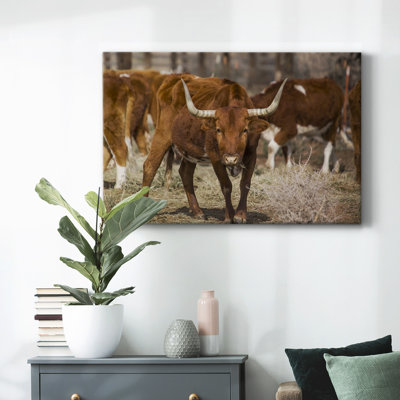Longhorns-Gallery Wrapped Canvas