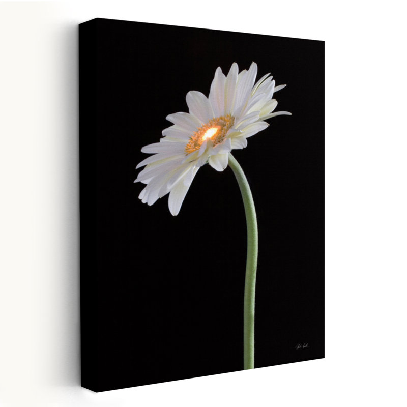 Gerber blanc clair - marguerites noires, art floral, H 36 po x l 24 po