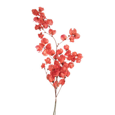 Preserved Cara Blossom Arrangement