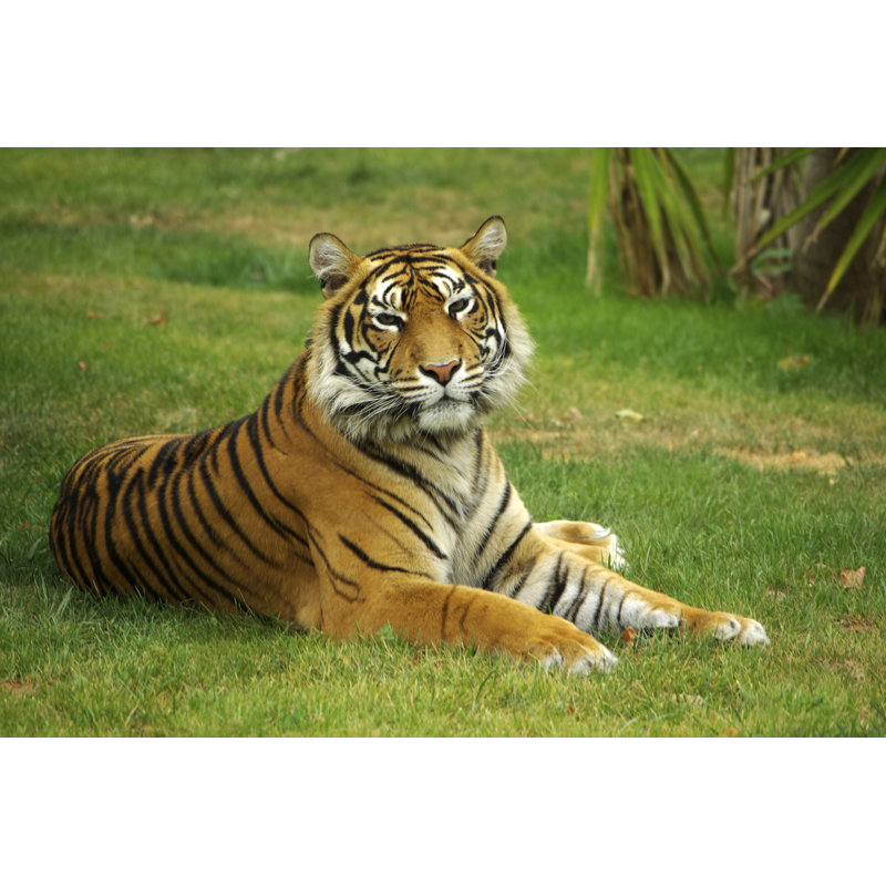 Serenetiger - Wrapped Canvas Print, 81cm H x 122cm W x 3.8cm D