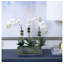 Phalaenopsis Orchids in Glass Rectangle Vase