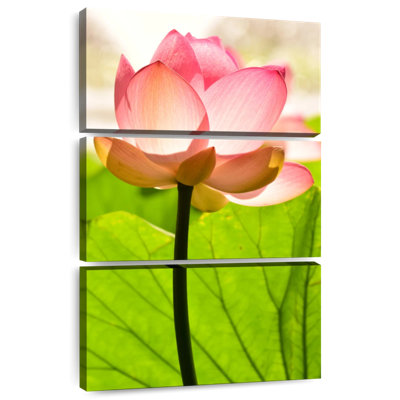 Fleur de lotus Harnek