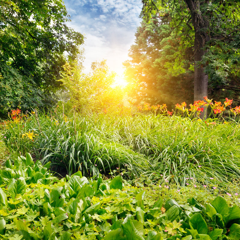 Summer Park - Photographie sur toile tendue, H 36 po x l 36 po