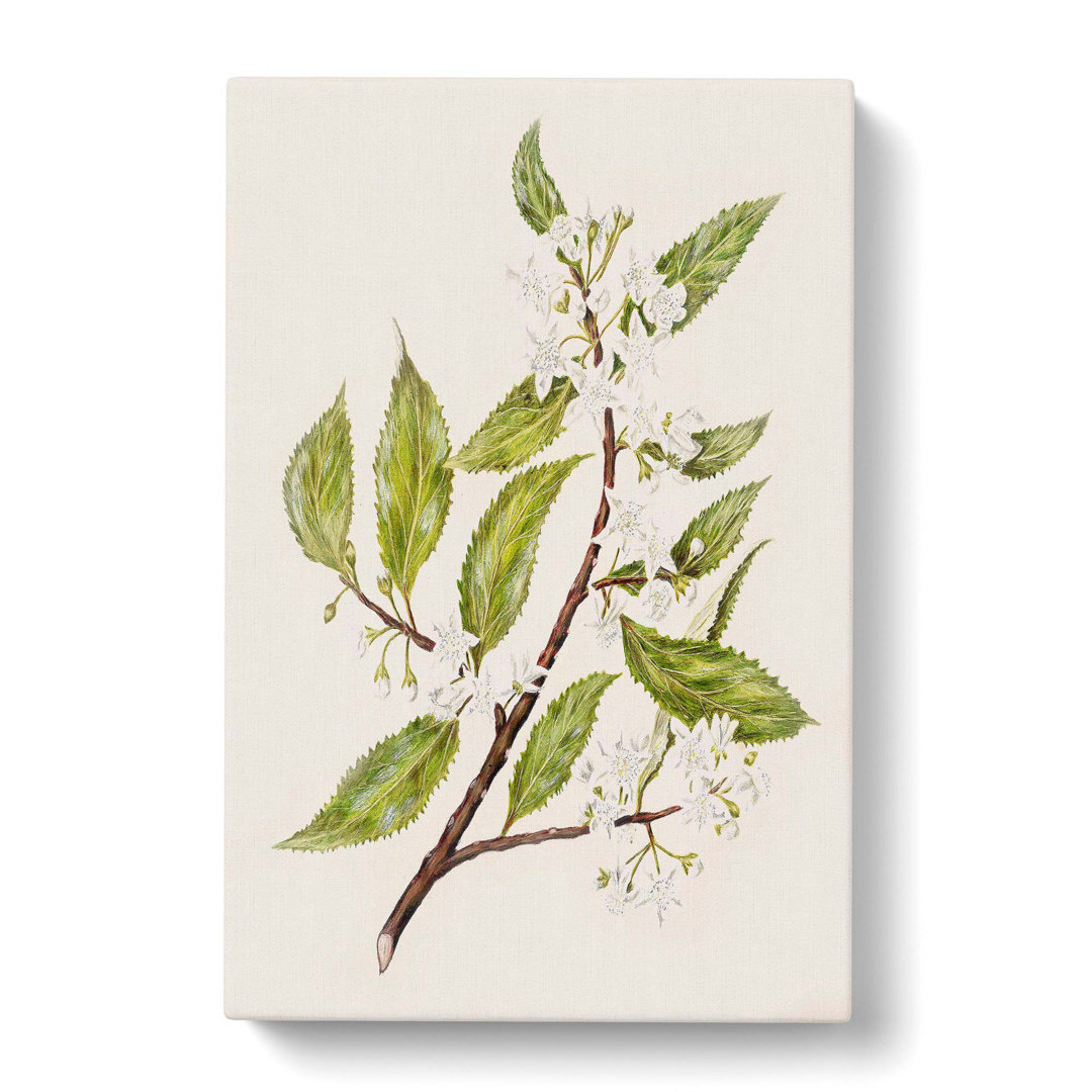 White Flowers by Sarah Featon - Wrapped Canvas