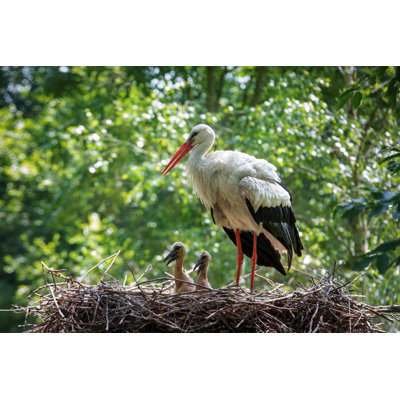 Stork in His Nest by Umkehrer