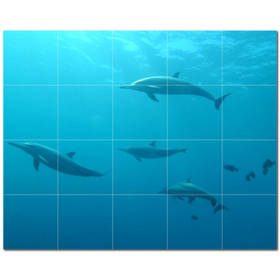 Dauphin photo 8 x 8
