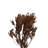 Jhau Tree 75Gm Paper Poly