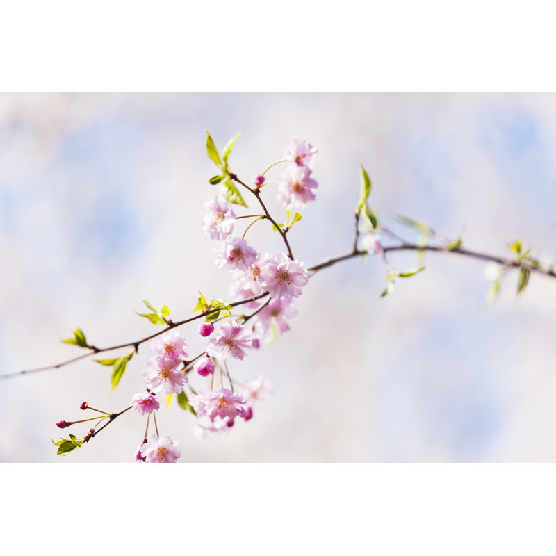 Pink Cherry Blossoms by Ooyoo - Wrapped Canvas Print, 51cm H x 76cm W
