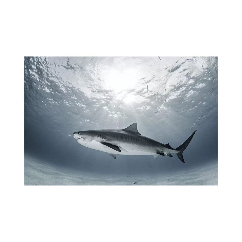 Tiger Rays by Ken Kiefer - Wrapped Canvas Gallery-Wrapped Canvas Giclée, 101.6 cm H x 66.04 cm W x 1.91 cm D