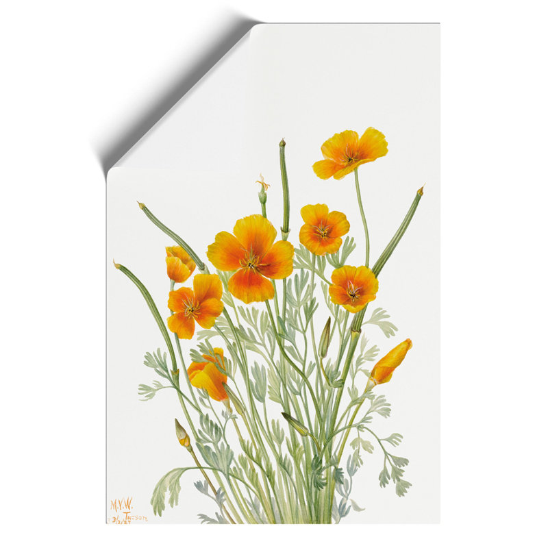 Mexican Poppy - No Frame Print, 30cm H x 21cm W x 0.1cm D