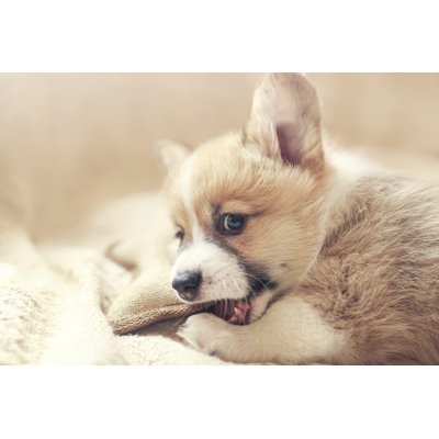 Cute Little Corgi Dog Puppy Lies in a Soft Bed and Nibbles on a Toy 1 Piece Wrapped Canvas Wall Art