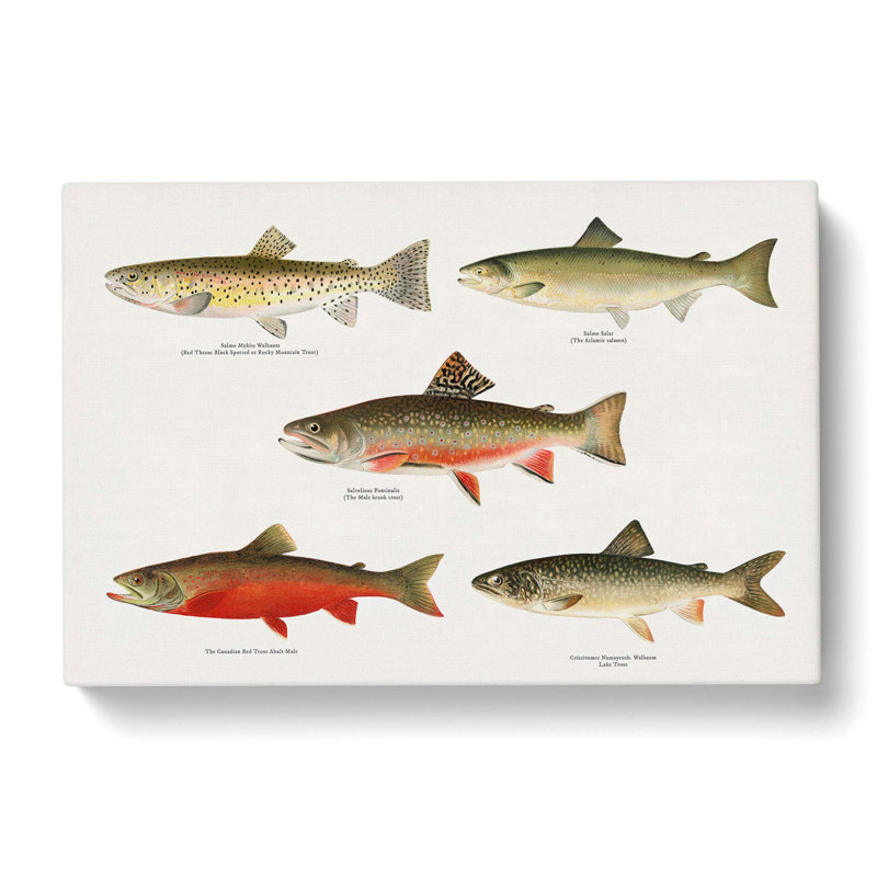 Selection Of Fishes From North America Fish by Sherman F. Denton - Wrapped Canvas Painting, 35cm H x 50cm W x 3cm D
