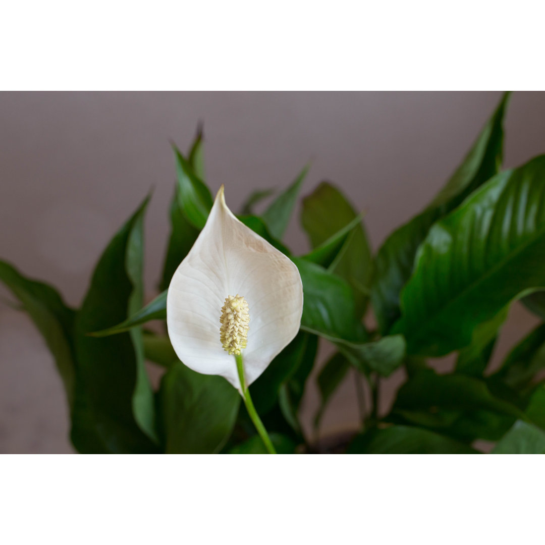 Leinwandbild Weißes Spathiphyllum mit grünen Blättern