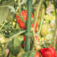 Support pour plantes Eastman