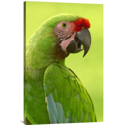" Military Macaw Portrait, Amazon Rainforest, Ecuador "
