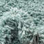 Tapis turquoise Wentworth-635652010